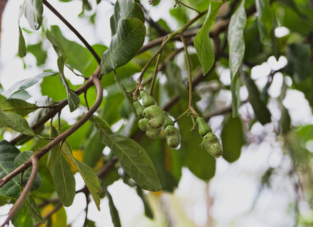 Nutritious cashew nuts in raw uncooked formの写真素材