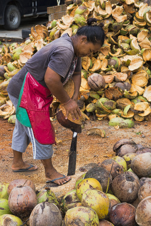 Thailand, Koh Phangan, April 14, 2015. Secretly at work collecting coconuts on a coconut plantationのeditorial素材