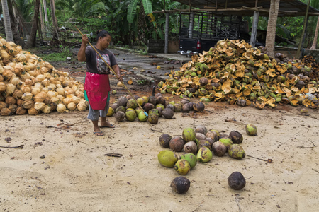 Thailand, Koh Phangan, April 14, 2015. Secretly at work collecting coconuts on a coconut plantationのeditorial素材