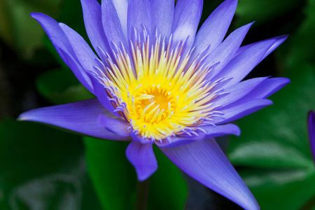 beautiful background flower purple colors with a mustacheの写真素材