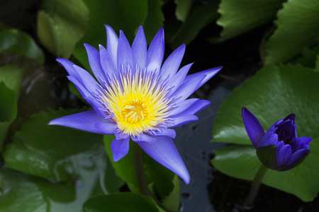 beautiful background flower purple colors with a mustacheの写真素材