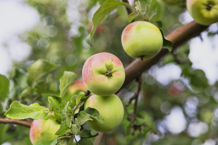 red white apples on a branch of an Apple tree fresh harvestの写真素材