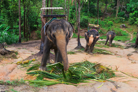 Indian elephant on a walk in the jungleの写真素材
