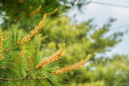 Pine cones and pine branches -3