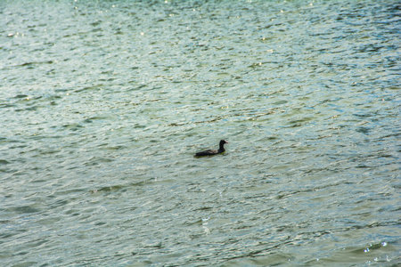 A black duck swims in the lake on a sunny day.