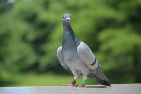 Pigeon standing on the wall with green background. Pigeon in the park.