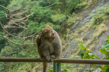 A macaque sits on a fence in the jungle. Monkey forest.