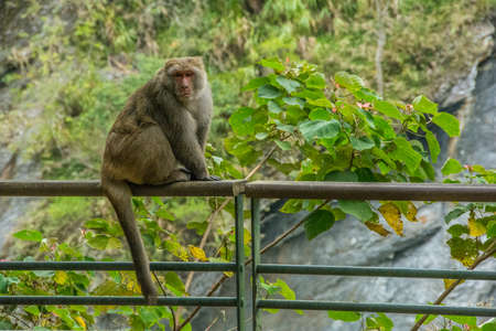 A macaque sits on a railing in the shade of a tree.の写真素材