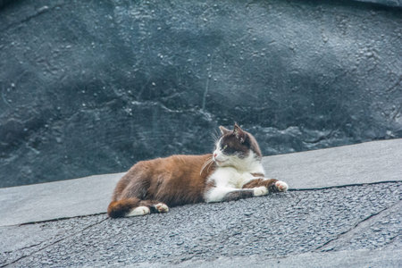 A stray cat sits on the roof of a building in the city.