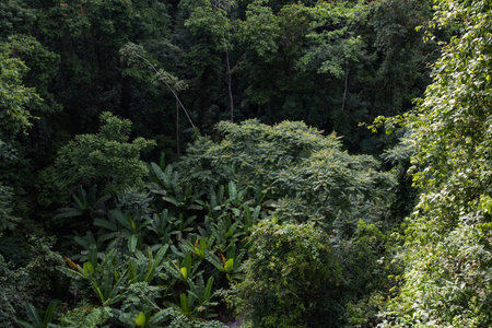 Top view of a forest aerial