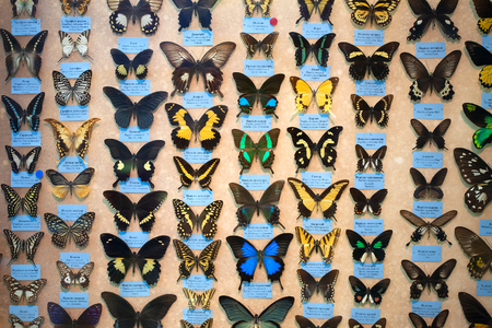 ?ollection of butterflies in the natural-science museumの写真素材
