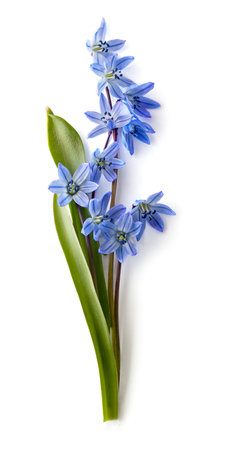 Bouquet of Siberian Squill (Scilla siberica) on a white background