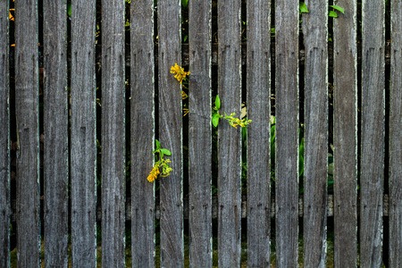 Close up of gray wooden fence panels,Fresh spring green grass and leaf plant over wood fence background.の写真素材