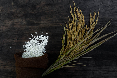 Thailand Rice on wooden table, rice in sackcloth and rice paddy on black wood,Jasmine rice in sack,rice in sack,white rice in burlap sack with rice grain on the black wood.の写真素材