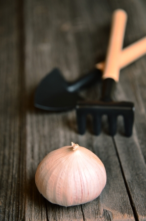 Garlic on gray boardの写真素材