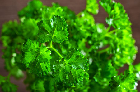 Green fresh parsley leaves with drops of dew, illuminated by the morning light