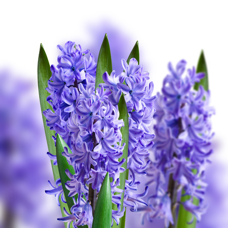 collage of blue bouquets of hyacinths in the backgroundの写真素材