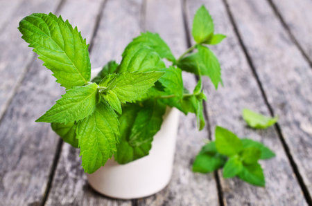 Sprigs of fresh green mint on a wooden surface
