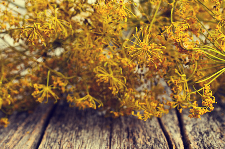 Flowers and stems of dill on a wooden surfaceの写真素材