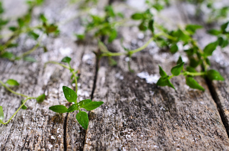 Sprigs of raw thyme with drops of water on a wooden surfaceの写真素材