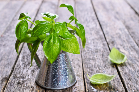 Fresh Basil with drops of water in a metal container on a wooden surfaceの写真素材