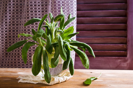 Branches of fresh sage with water drops on wooden background shutterの写真素材