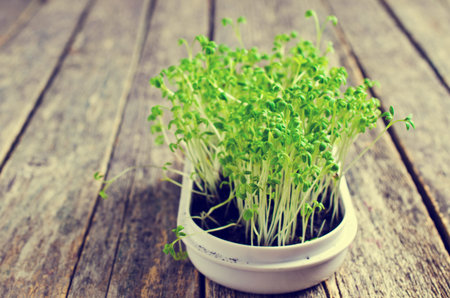 Sprouts fresh cress in a white container. Selective focus.