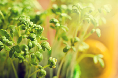 Fresh watercress sprouts with water droplets. Selective focus.