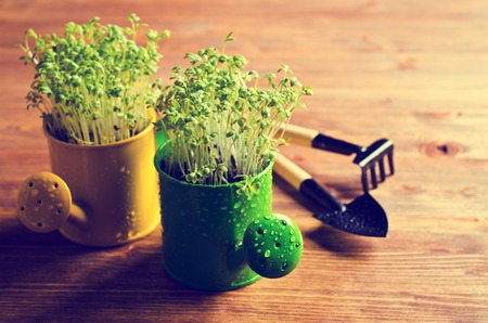 Fresh watercress sprouts with water droplets. Selective focus.の写真素材