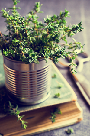 Sprigs of fresh thyme in a can on a dark background. Selective focus.の写真素材