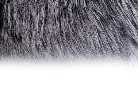 Backgrounds include the long dark animal fur. Selective focus.の写真素材
