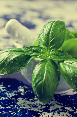 Organic green basil with water drops in a mortar. Selective focus.の写真素材