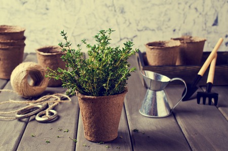 Sprouts fresh thyme in a peat pot on a wooden background. Selective focus.の写真素材