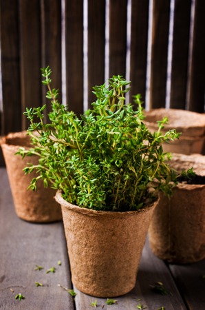 Sprouts fresh thyme in a peat pot on a wooden background. Selective focus.の写真素材