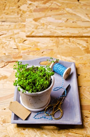 Seedlings of green watercress  in a ceramic pot. Selective focus.の写真素材