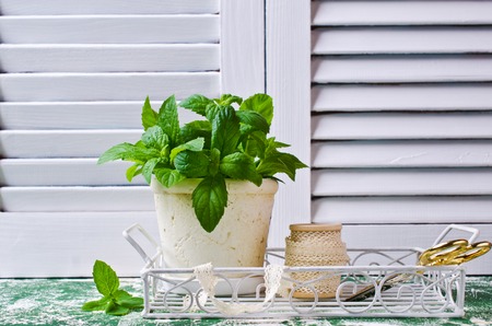 Green mint sprouts in a pot on a wooden background. Selective focus.の写真素材