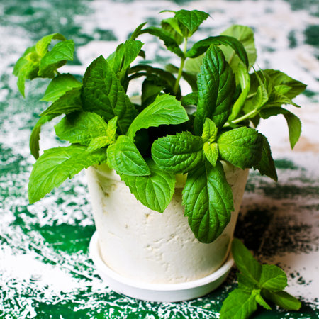 Green mint sprouts in a pot on a wooden background. Selective focus.
