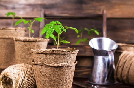 Young seedlings tomato with water drops in peat pots. Selective focus.の写真素材