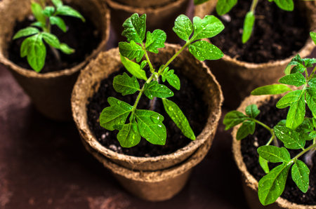 Young seedlings tomato with water drops in peat pots. Selective focus.の写真素材