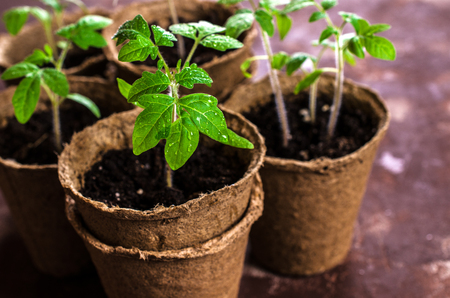 Young seedlings tomato with water drops in peat pots. Selective focus.の写真素材