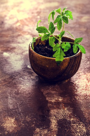 Young seedling tomato with water drops. Selective focus.の写真素材