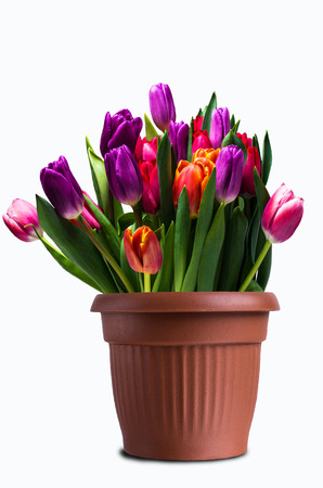 Bouquet of multicolored tulips in a pot on white background. Selective focus.の写真素材