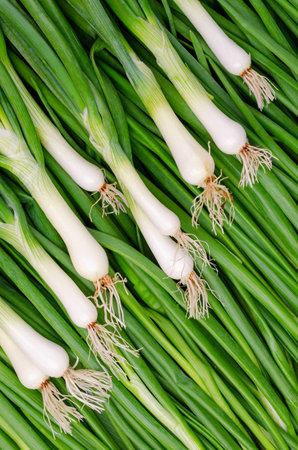 Background green onion leaves. Design concept. Selective focus.