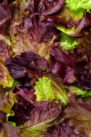 Background of fresh purple lettuce leaves.Design concept. Copy of the space.の写真素材