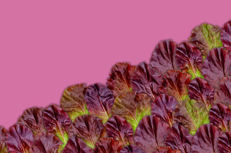Creative layout of maroon lettuce leaves with a note card. Nature concept.