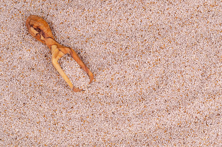 Dry white chia seeds in a wooden cutlery on the background of the seeds. Selective focus.の写真素材