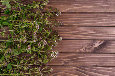 Flowering branches of fresh thyme on a dark wooden background. Top view.の写真素材