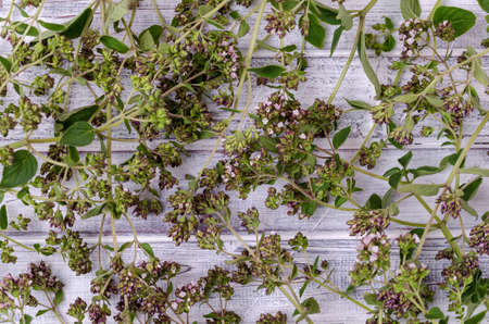 Flowering branches of fresh thyme on a light wooden background. Top view.の写真素材