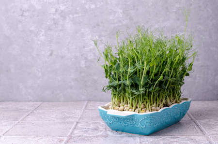 Organic fresh pea sprouts in ceramic dishes on a gray background. selective focus.の写真素材