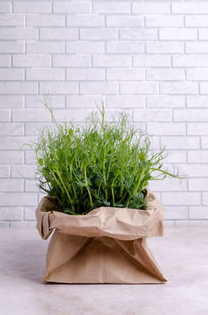 Organic fresh pea sprouts in a paper bag on a light background. selective focus.の写真素材